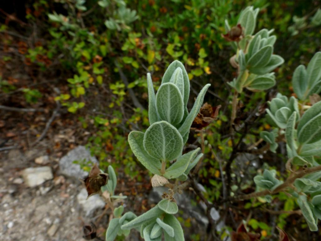 Cistus albidus / Cisto a foglie sessili